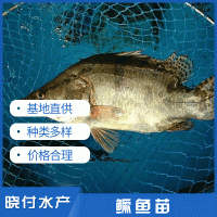 鱖魚苗桂魚苗曉付魚苗淡水鱖魚苗水產(chǎn)養(yǎng)殖空運(yùn)包活到家淡水活體
